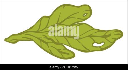 Foglie di insalata, verdure al negozio o vettore di mercato Illustrazione Vettoriale