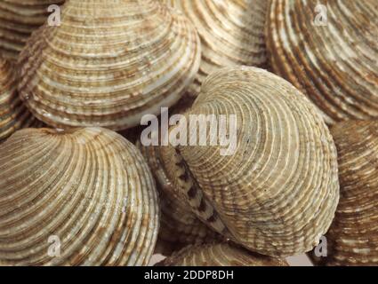 Vongole, Venus verrucosa, gusci al negozio di pesce Foto Stock