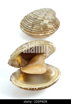 Vongole, Venus verrucosa, gusci contro uno sfondo bianco Foto Stock