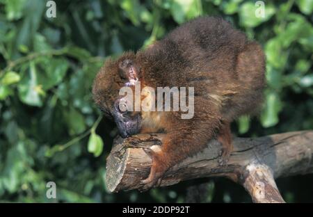 Limone marrone collato, eulemur collaris, Adulti in piedi su Branch Foto Stock