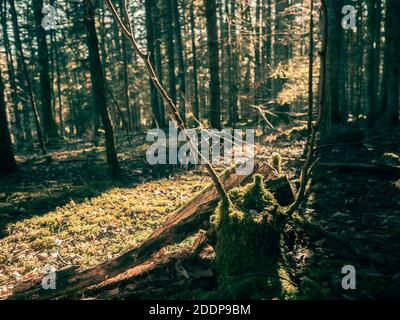 Rami, radici e alberi ricoperti di muschio in una foresta alpina svizzera. Il muschio copre il terreno e il bosco, mentre le foglie d'autunno coprono il pavimento della foresta. Foto Stock