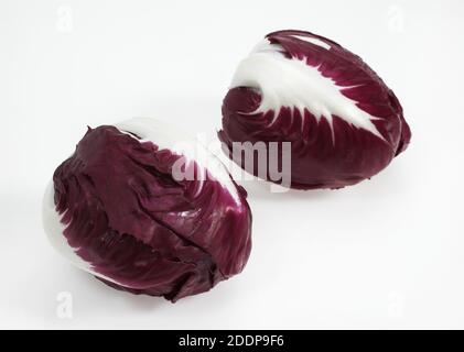 Trevise insalata, cichorium intybus contro uno sfondo bianco Foto Stock