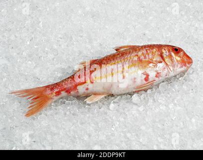 Gallinella freschi, Mullus surmuletus, Pesce su ghiaccio Foto Stock