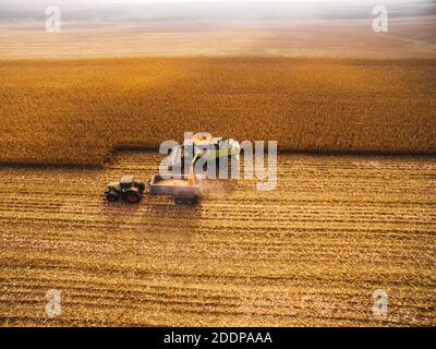 Raccolta di mais nel grande campo verde. Vista aerea sulle mietitrebbie automatizzate Foto Stock
