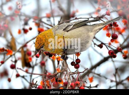 Comune Rosefinch femmina o Carpodacus erythrinus frutti invernali alimentazione. Variopinto songbird selvaggio sul ramo dell'albero con bacca rossa mangiare. Birdwatching per Foto Stock