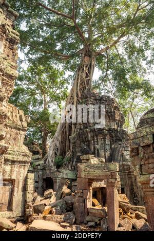 Enorme albero banyan sulle rovine dell'antico tempio indù Khmer Ta Prohm ad Angkor, Cambogia Foto Stock