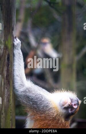 Una scimmia comune patas o denaro ussaro allo zoo di Taipei a Taiwan Foto Stock