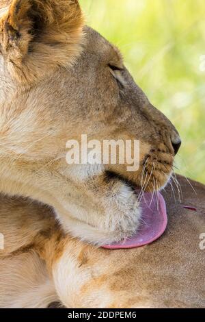 Leonessa leccando la gamba con la lingua Foto Stock