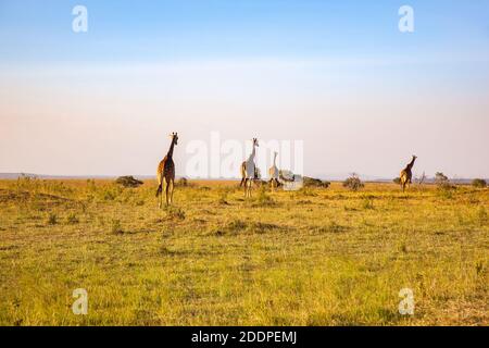 Mandria di giraffe nella savana africana Foto Stock