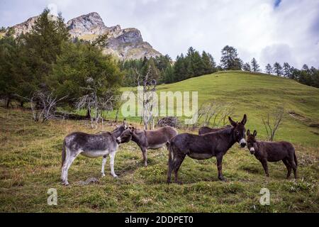 asino sul prato in montagna Foto Stock