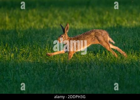 Lepre europeo, lepre marrone (Lepus europaeus), che corre su un prato, vista laterale, Germania, Baden-Wuerttemberg Foto Stock