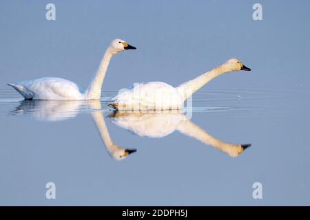 whooper cigno (Cygnus cygnus), due cigni nuotatori con immagine speculare, Germania, bassa Sassonia, Goldenstedter Moor Foto Stock