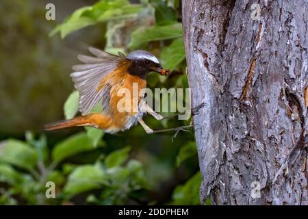 Redstart comune (phoenicurus phoenicurus), atterraggio maschile al buco del nido con un insetto nel disegno di legge, Germania, Baden-Wuerttemberg Foto Stock