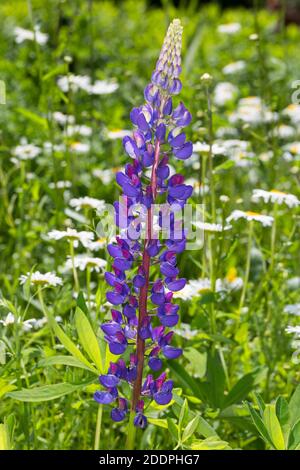 Lupino bigleaf molti-lasciava di lupino, giardino lupin (Lupinus polyphyllus), infiorescenza, Germania Foto Stock