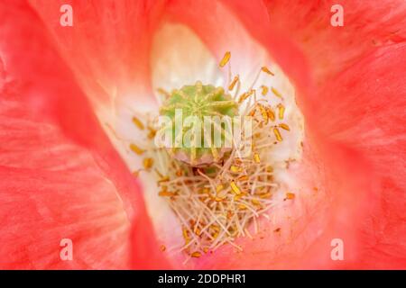 Papavero comune, papavero di mais, papavero rosso (Papaver rhoeas), piscill e stamina, Germania, Baden-Wuerttemberg Foto Stock