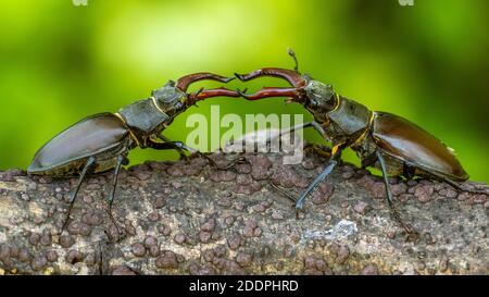 Stag beetle, scarabeo europeo (Lucanus cervus), due maschi in lotta su un ramo, posture minacciose, Germania, Baden-Wuerttemberg Foto Stock