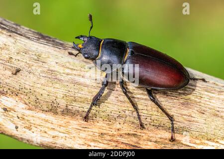 Stag beetle, European Stag beetle (Lucanus cervicus), femmina, Germania, Baden-Wuerttemberg Foto Stock