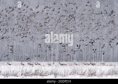 Gru comune, gru eurasiatica (Grus grus), gru nella neve, Germania, bassa Sassonia, Goldenstedter Moor Foto Stock