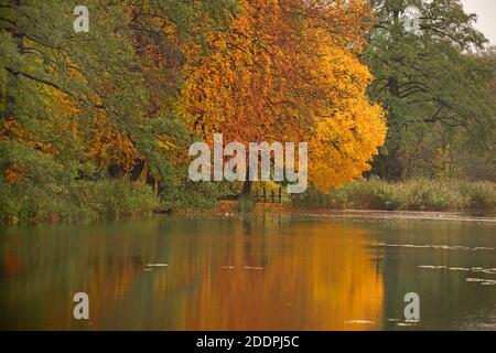 Umore autunnale in un lago, Germania, Lusazia Foto Stock