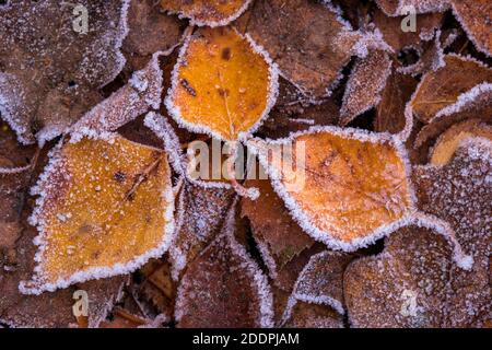 Foglie di betulla in inverno, Germania, bassa Sassonia Foto Stock