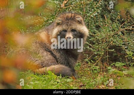 raccoon cane (Nyctereutes procyonoides), seduto in una radura, Germania Foto Stock