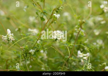 Arrampicata corydalis (Ceratocapnos claviculata, Corydalis claviculata), fioritura, Germania Foto Stock