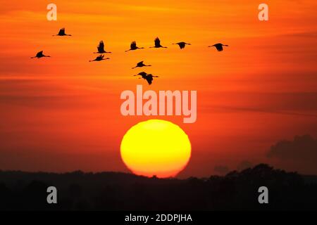 Gru comune, gru eurasiatica (Grus grus), truppa volante al tramonto, Svezia Foto Stock