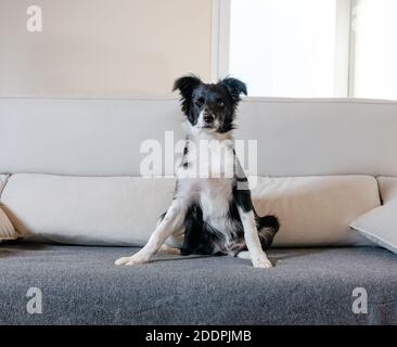 Ritratto di un Collie di bordo seduto sul divano con un wink. Cucciolo guardando la macchina fotografica Foto Stock