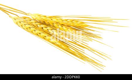 Orecchie di Barley a due file (Hordeum vulgare) isolate Foto Stock