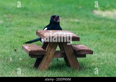 Alimentazione di Magpie da tavolo da picnic in legno in miniatura Foto Stock