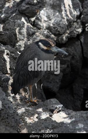 L'Erone Notturno incoronato giallo è seduto su rocce laviche nere vicino al porto di Egas all'Isola di Santiago dell'Arcipelago delle Galapagos. Foto Stock