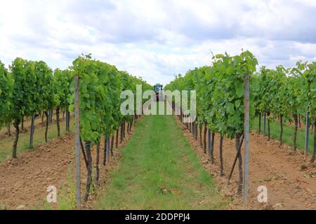 Vigneti lungo la strada del vino tedesco in estate Foto Stock