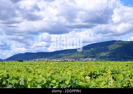 Vista dai vigneti intorno ai villaggi rhodt unter rietburg, Hainfeld, Burrweiler, Weyher, Edenkoben, Edesheim sulla strada del vino tedesco nei palati Foto Stock