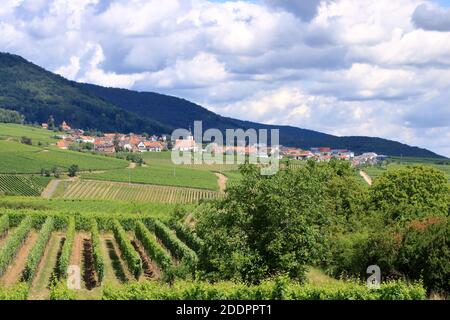 Vista dai vigneti intorno ai villaggi rhodt unter rietburg, Hainfeld, Burrweiler, Weyher, Edenkoben, Edesheim sulla strada del vino tedesco nei palati Foto Stock