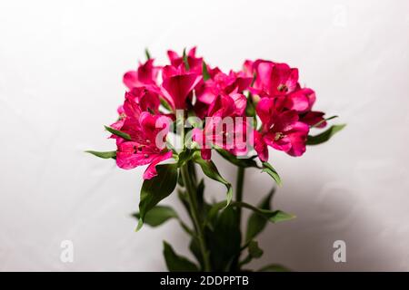 Rosa Alstroemeria su sfondo bianco Foto Stock