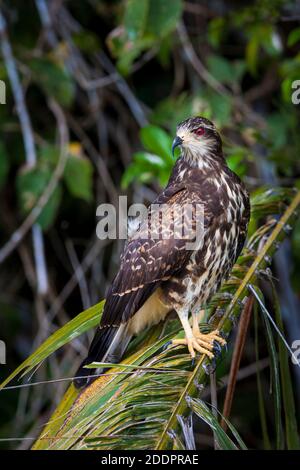 Immature Snail Kite, sci.name; Rostrhamus sociabilis, accanto al Lago Gatun, Parco Nazionale Soberania, provincia di Colon, Repubblica di Panama. Foto Stock