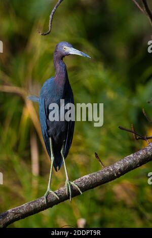 Piccolo airone blu, Egretta caerulea, nella foresta pluviale accanto a Rio Chagres nel parco nazionale di Soberania, Repubblica di Panama. Foto Stock