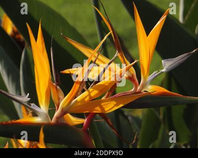 Un primo piano di un luminoso uccello tropicale del paradiso (strelitzia) fiore in fiore Foto Stock