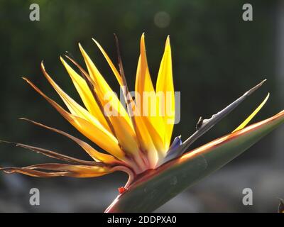 Un primo piano di un luminoso uccello tropicale del paradiso (strelitzia) fiore in fiore Foto Stock