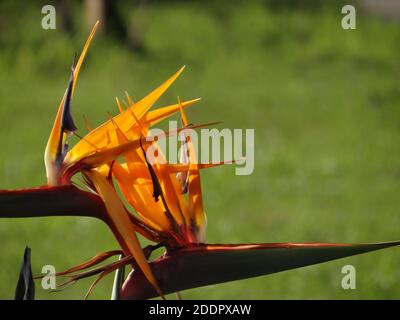 Un primo piano di un luminoso uccello tropicale del paradiso (strelitzia) fiore in fiore Foto Stock