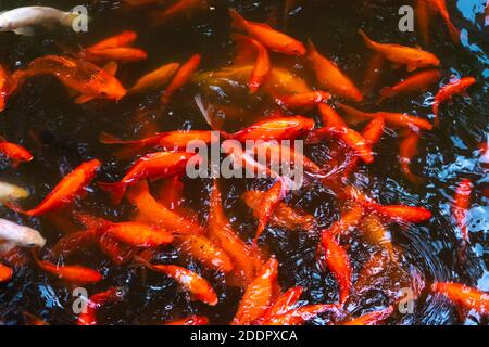 Un gregge di carpe rosse giapponesi nello stagno. Pesce per decorazione di interni. Foto Stock