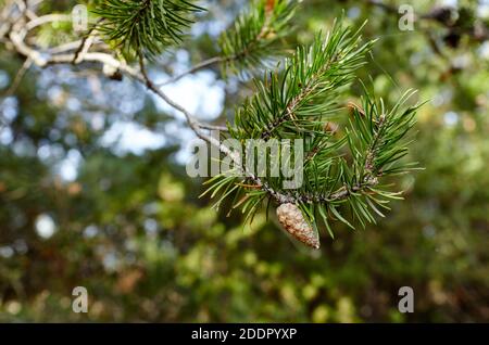 Ramo di pino con coni maturi in foresta. Bel ramo in abete rosso con aghi. Albero di Natale in natura Foto Stock