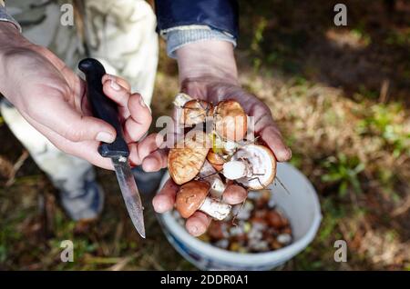 Raccolta di funghi selvatici nella foresta d'autunno. Funghi e trovare i funghi gourmet Foto Stock