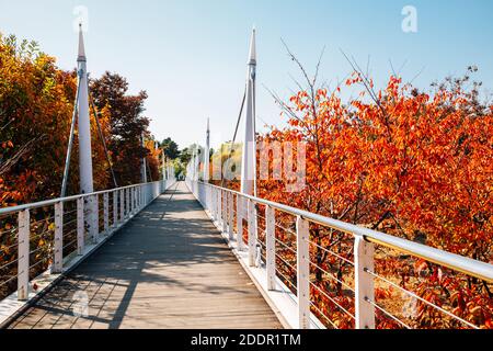 Seoul Forest Park, Bridge Road con alberi autunnali colorati in Corea Foto Stock