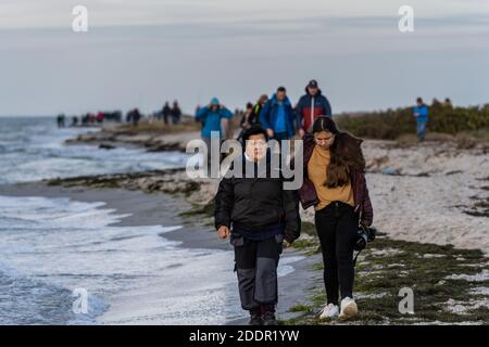 Falsterbo, Svezia - 15 novembre 2020: La gente sta camminando in una riserva naturale per vedere una colonia di foche del porto. Molti godono la natura mentre mantengono la distanza sociale durante i tempi della corona Foto Stock