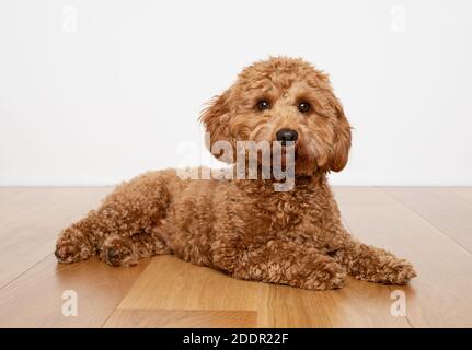 Cane Cavapoo giacente su un pavimento in legno a con sfondo bianco. Foto Stock
