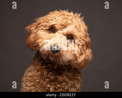 Cavapoo cane cercando curioso di macchina fotografica su uno sfondo grigio chiaro. Foto Stock