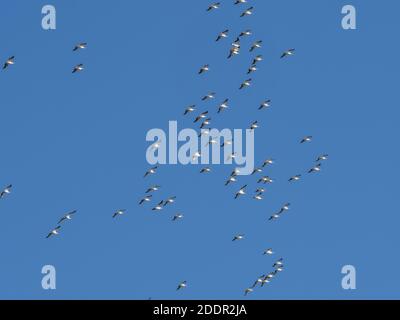 Pellicani bianchi (Pelecanus erythrorhynchos) Volare in alto sull'isola di Sanibel sulla costa del Golfo di Florida Stati Uniti Foto Stock