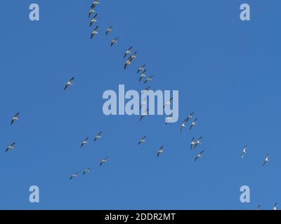Pellicani bianchi (Pelecanus erythrorhynchos) Volare in alto sull'isola di Sanibel sulla costa del Golfo di Florida Stati Uniti Foto Stock