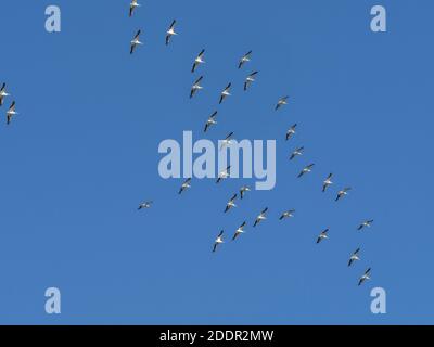 Pellicani bianchi (Pelecanus erythrorhynchos) Volare in alto sull'isola di Sanibel sulla costa del Golfo di Florida Stati Uniti Foto Stock